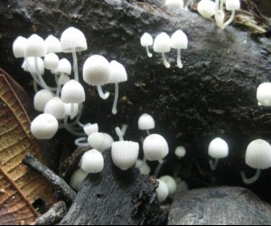 Mushrooms Source uff travel2